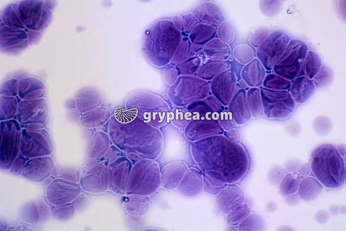 Digestion de grains d'amidon par l'amylase x100 - gryphea.org